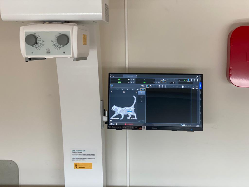 radiografie voor katten