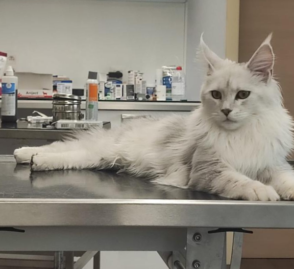 jaarlijkse controle en vaccinatie van katten