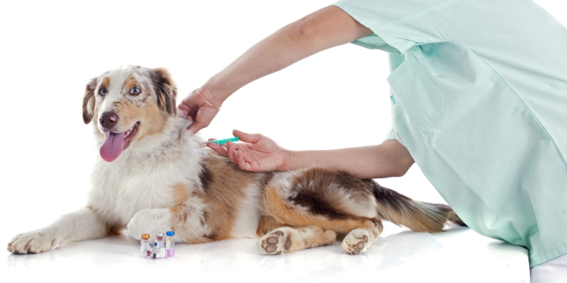 Waarom is regelmatige inenting bij honden nodig ?
