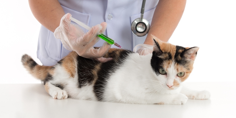 Is vaccinatie van katten nodig ?
